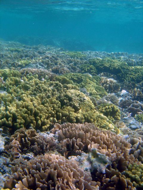 Reef scene Picture