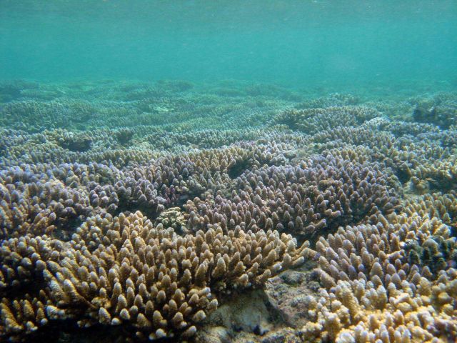 Reef scene Picture