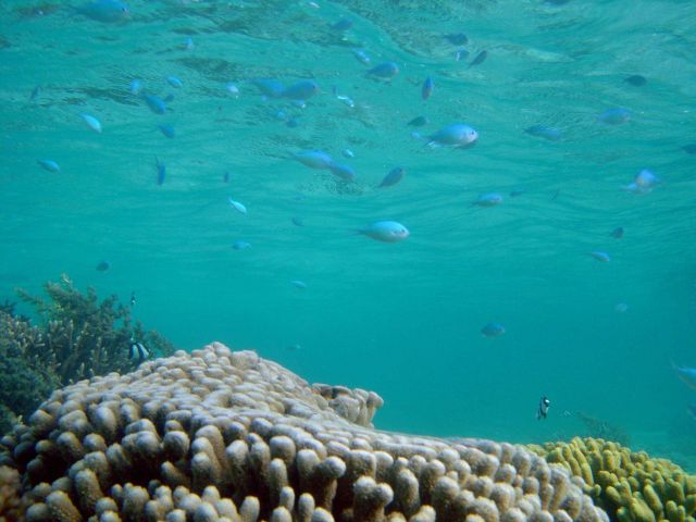 Reef scene Picture