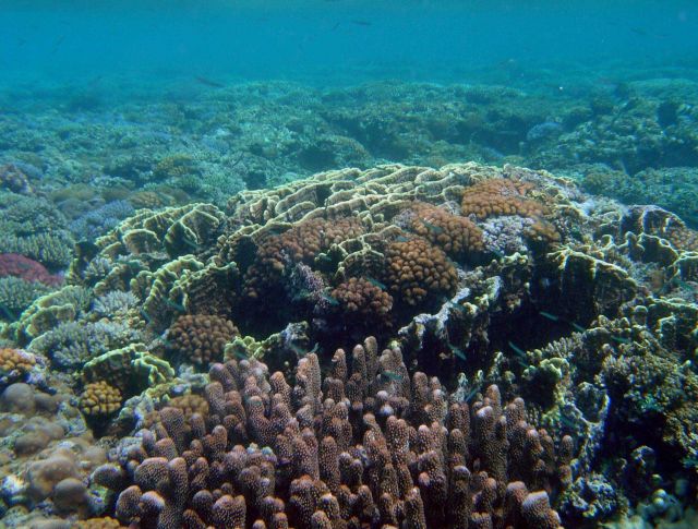 Reef scene Picture