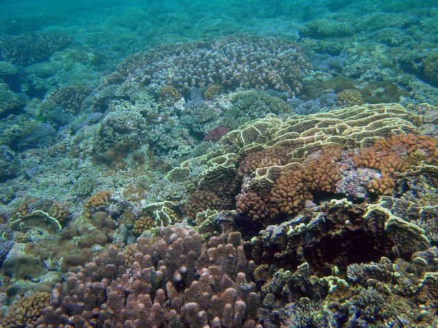 Reef scene Picture