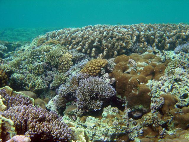 Reef scene Picture