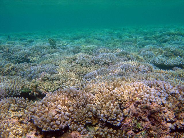 Reef scene Picture