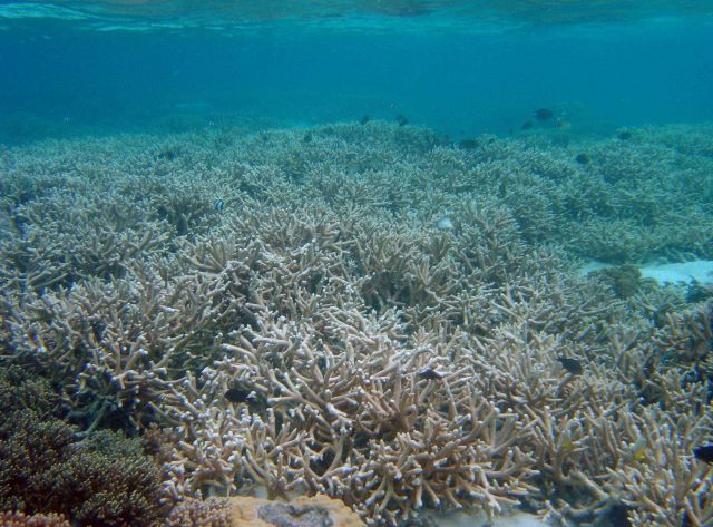 Reef scene Picture