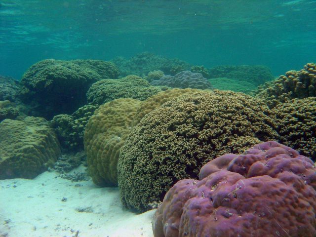 Massive Porites sp Picture