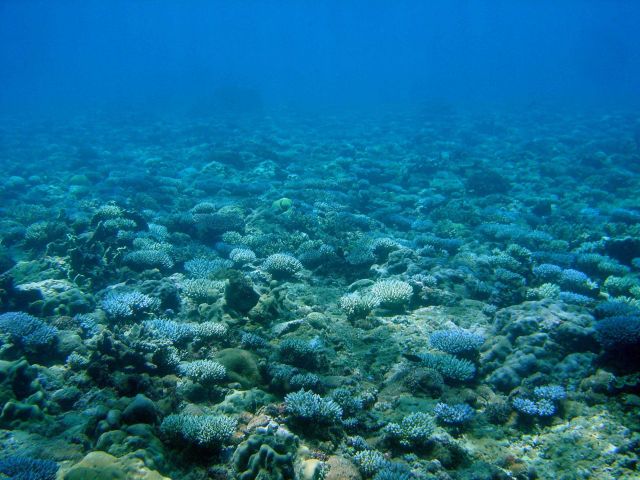 Reef scene Picture