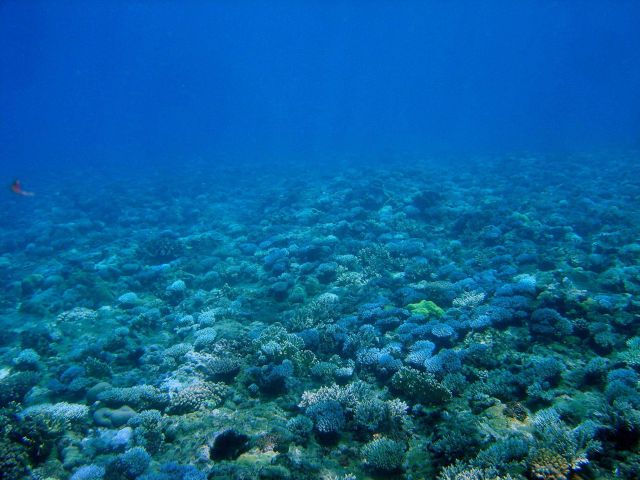 Reef scene Picture