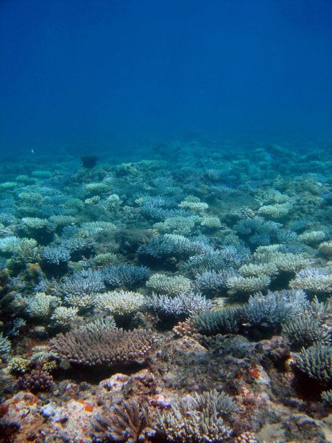 Reef scene Picture