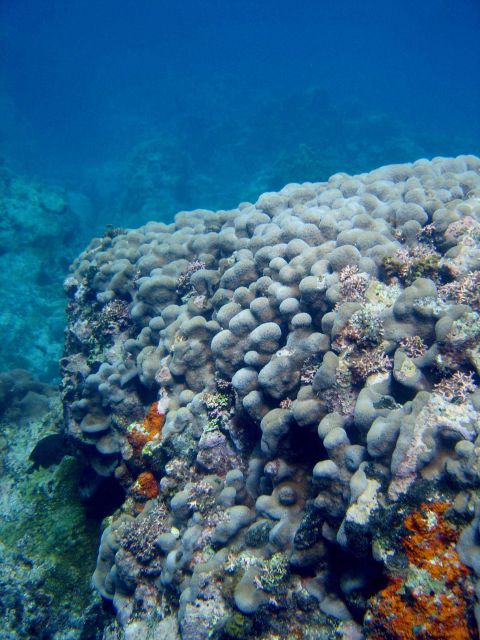 Reef scene Picture