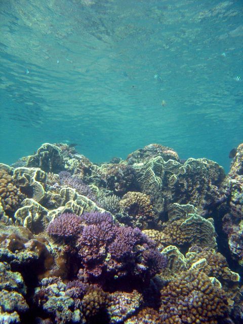 Reef scene Picture