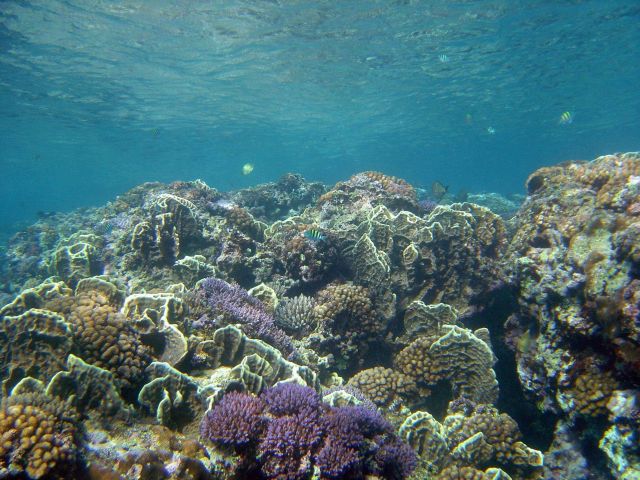 Reef scene Picture