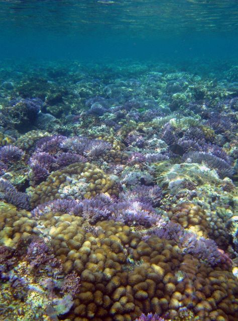 Reef scene Picture