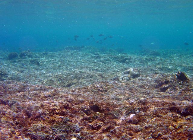 A dead reef. Picture