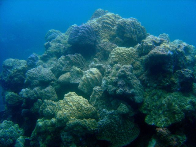 Reef scene Picture