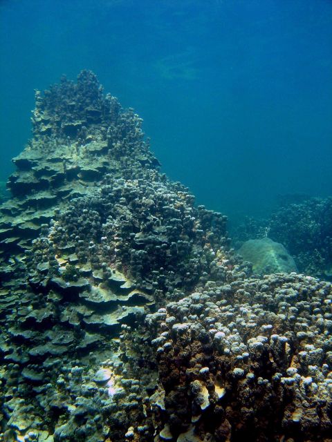 Reef scene Picture