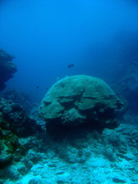 Large mushroom shaped coral with reef fish Picture