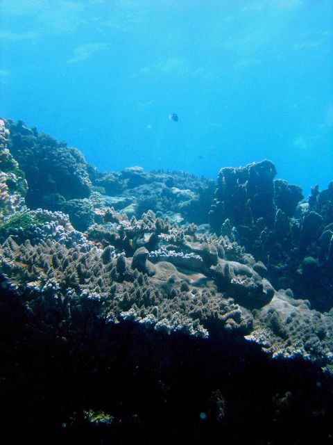 Reef scene with coral Picture