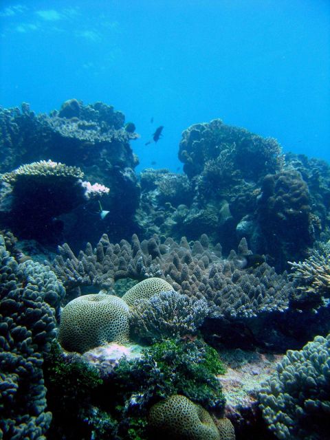 Reef scene with coral Picture