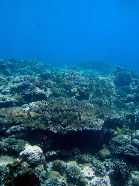 Reef scene with coral Picture