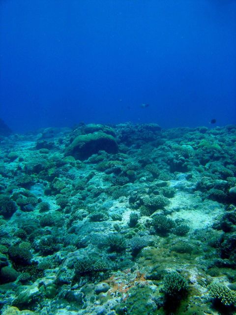 Reef scene with coral Picture
