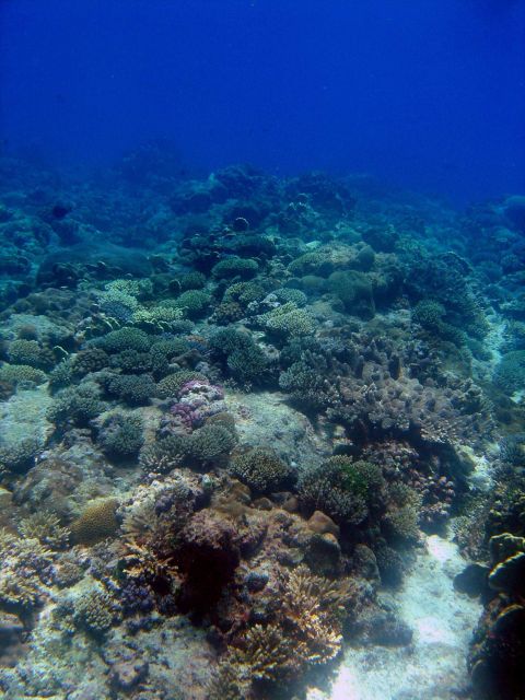 Reef scene with coral Picture
