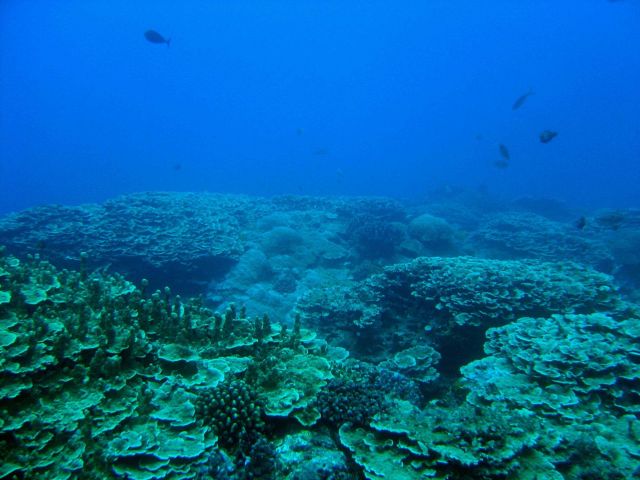 Reef scene Picture