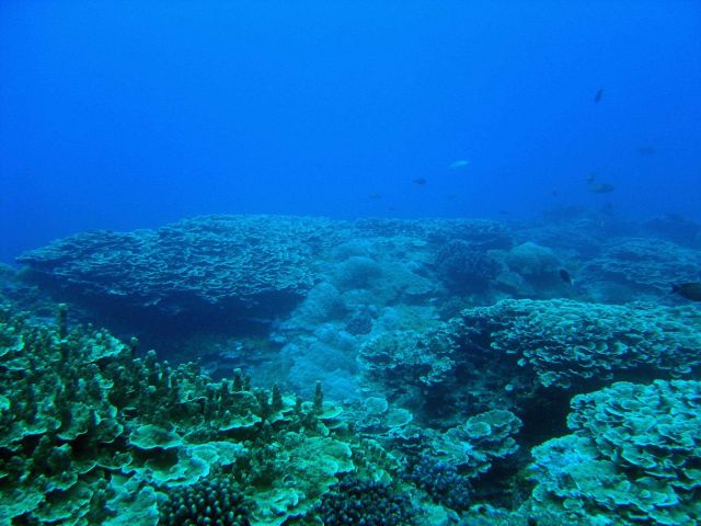 Reef scene Picture