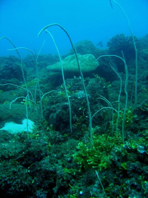 Reef scene with whip coral Picture
