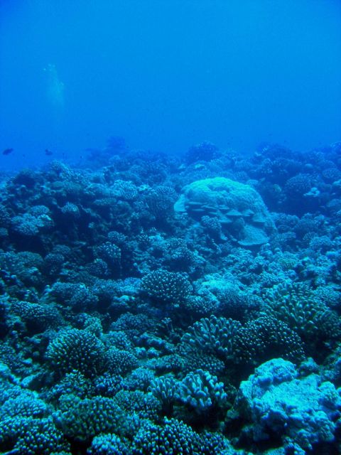 Reef scene Picture