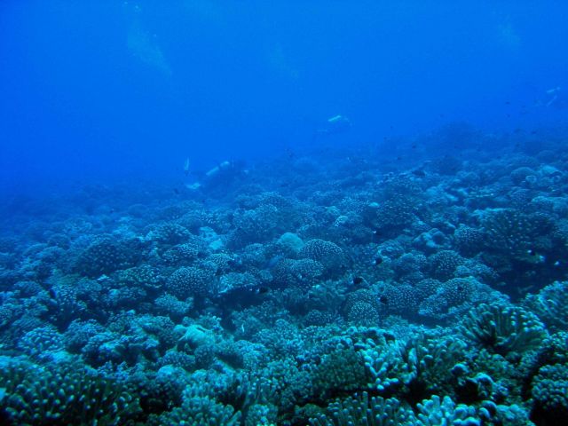 Reef scene with scuba divers in the distance Picture