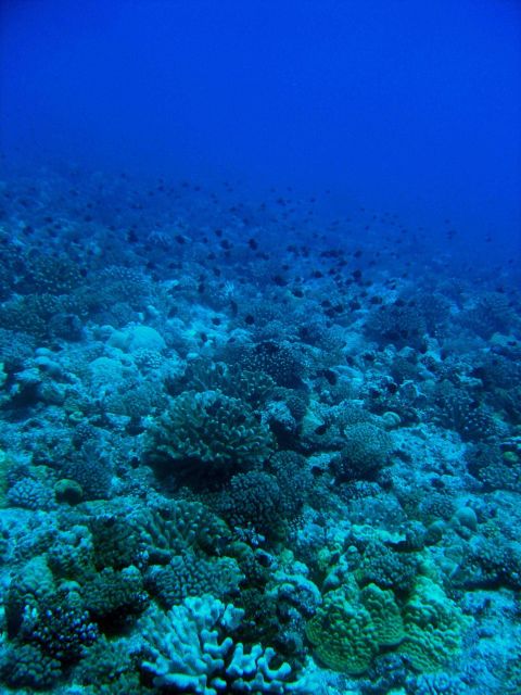 Reef scene Picture