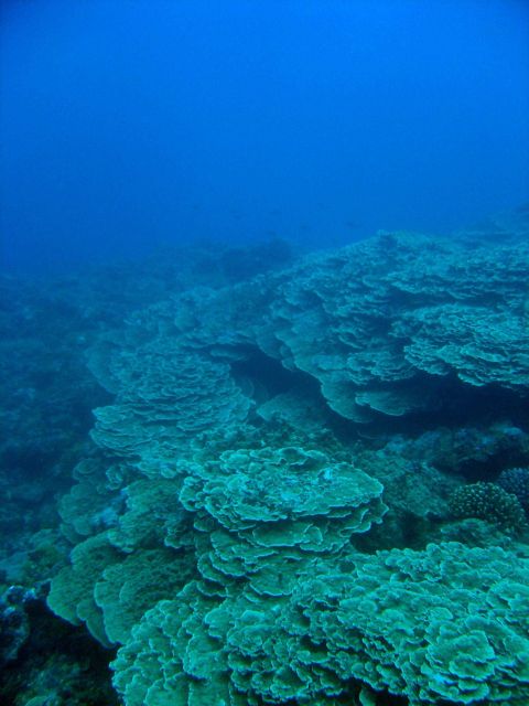Reef scene Picture
