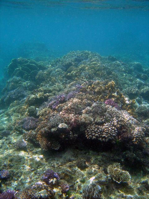 Shallow water reef scene Picture