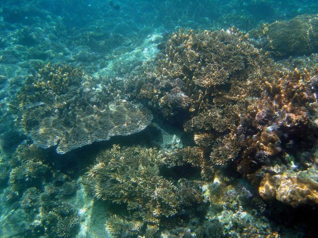 Shallow water reef scene Picture