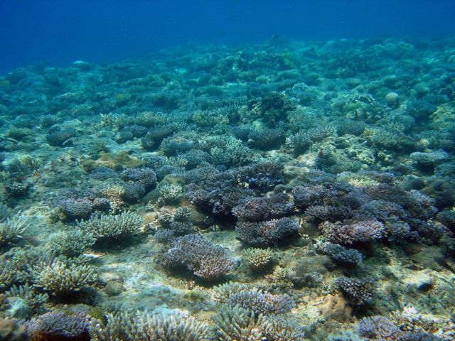 Reef scene Picture