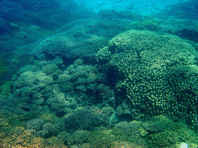 Reef scene Picture