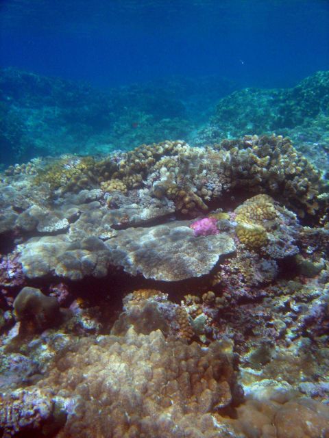 Reef scene Picture