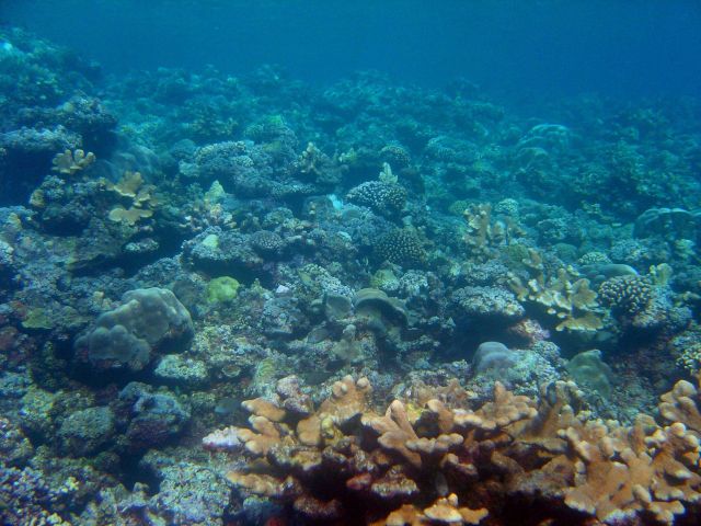 Reef scene Picture