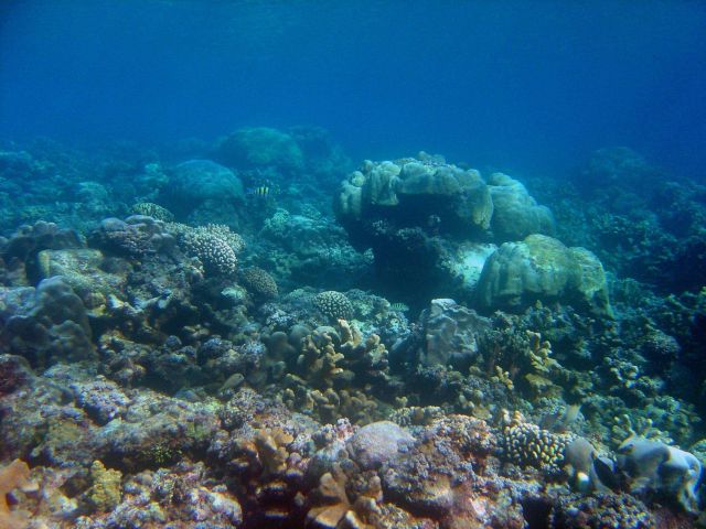 Reef scene Picture