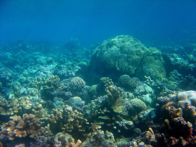 Reef scene Picture