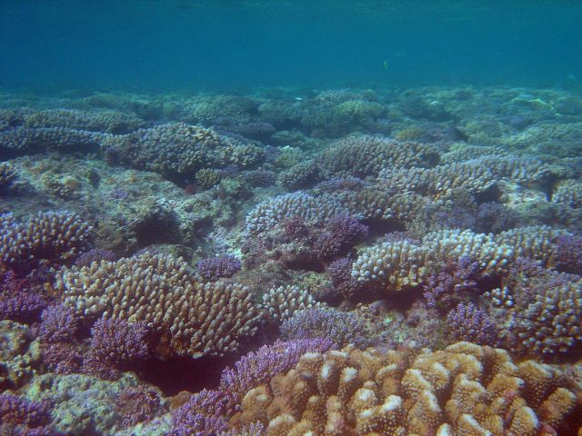 Reef scene Picture