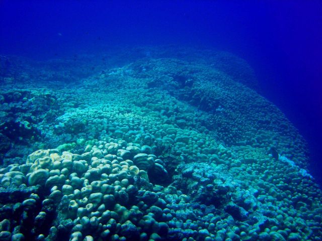 Reef scene Picture