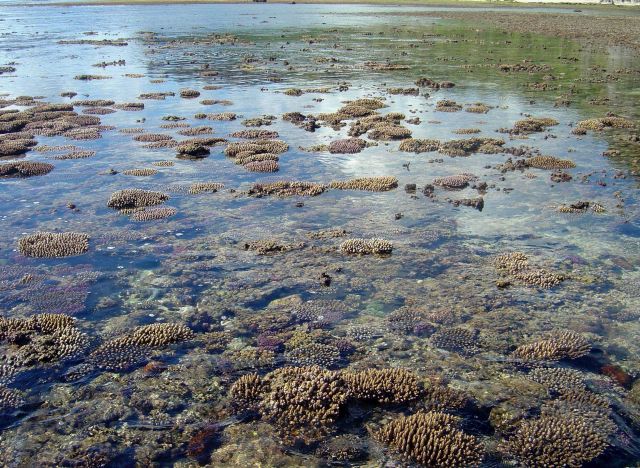 Shallow reef baring at low tide Picture