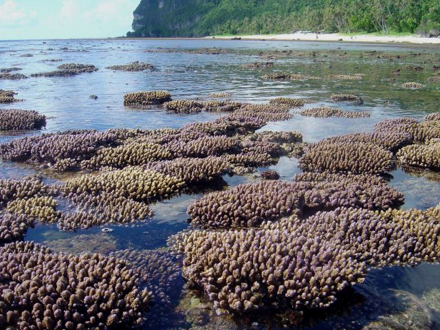 Shallow reef baring at low tide Picture