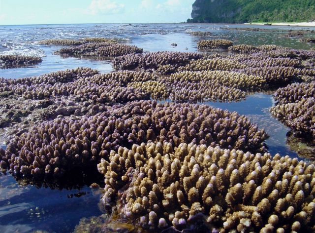 Shallow reef baring at low tide Picture