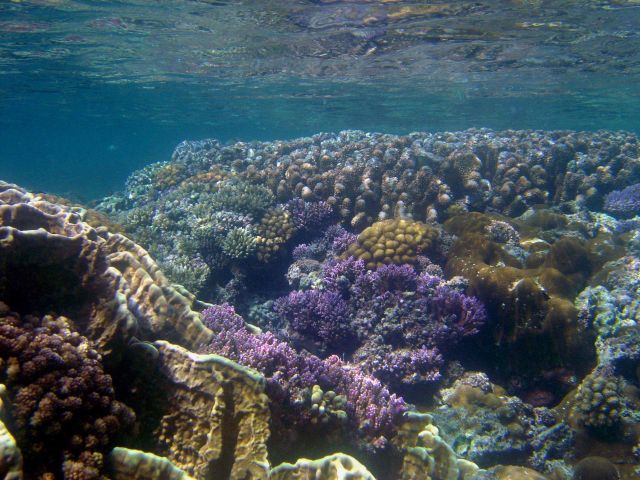 Shallow reef baring at low tide Picture