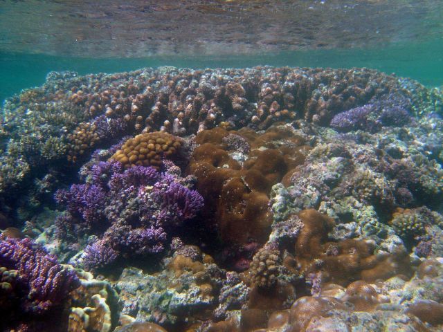 Shallow reef baring at low tide Picture