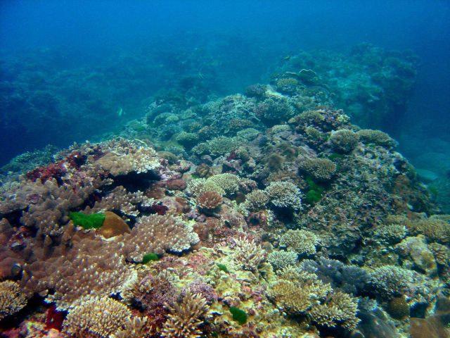 Reef scene Picture