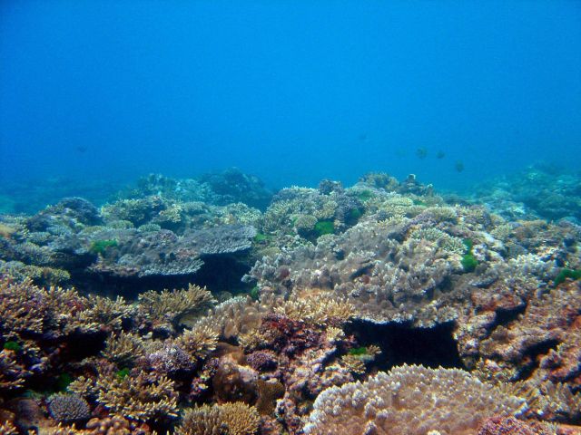 Reef scene Picture