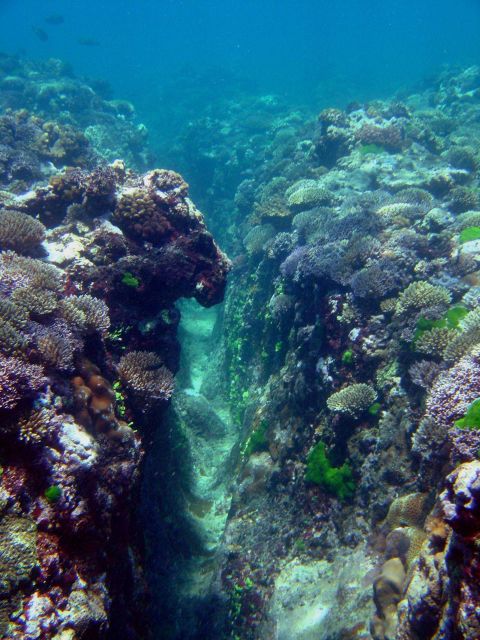 Reef scene Picture